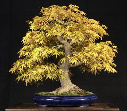 How to Grow a Japanese Maple Tree in a Pot 13
