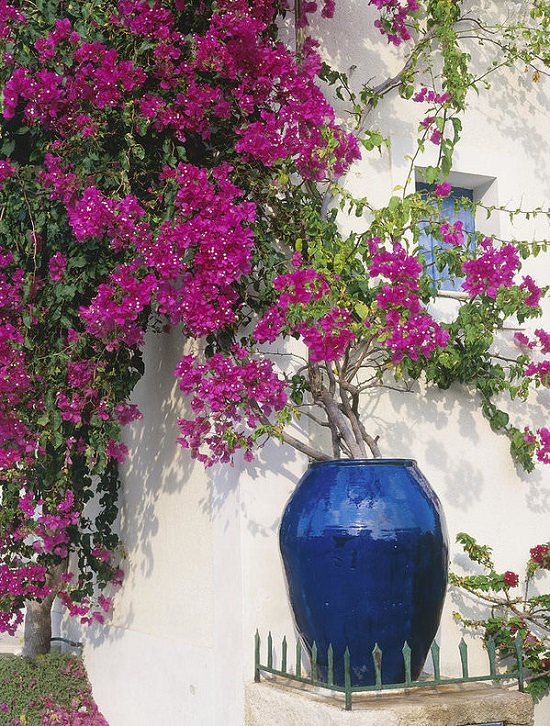 If you're a gardener or a landscaper, must learn about these amazing Bougainvillea Uses and be enthralled!