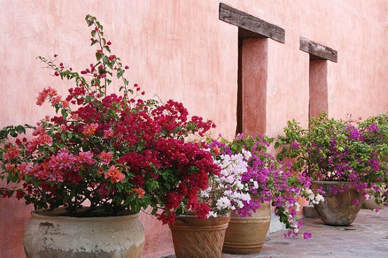 Landscaping with Bougainvilleas