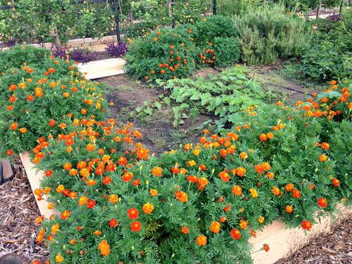 Marigold in Vegetable Garden Pictures 12