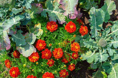 Marigold in Vegetable Garden Pictures 4