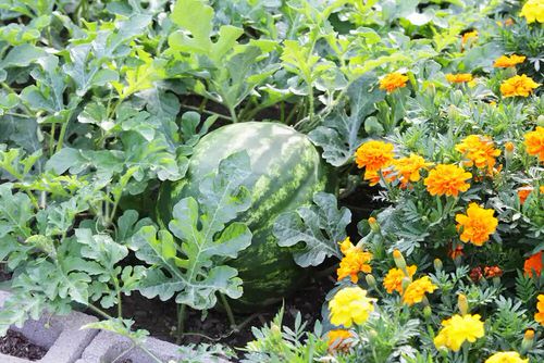 Marigold in Vegetable Garden Pictures 5