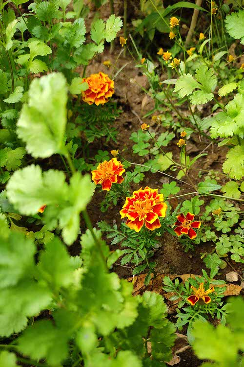 Marigold in Vegetable Garden Pictures 7