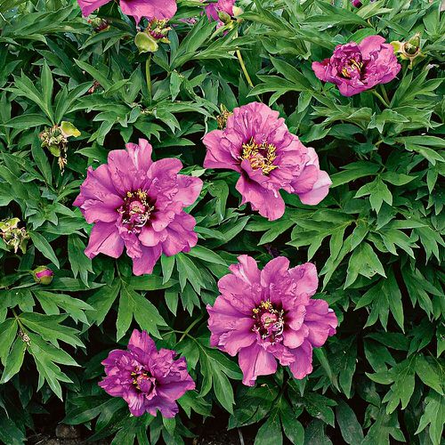 Purple Peony Varieties 2