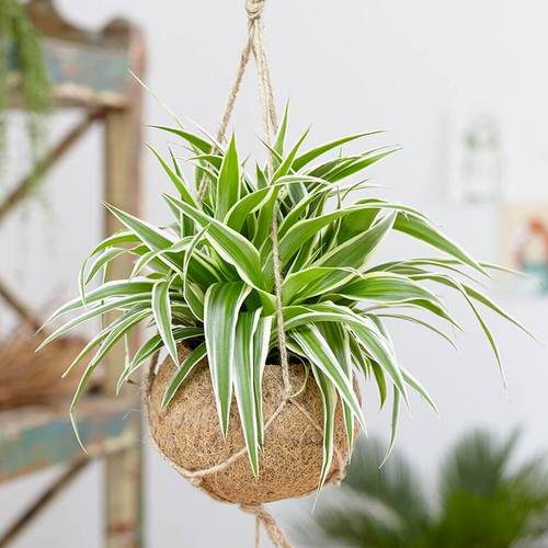Types of Spider Plants 4