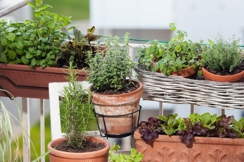 Create a Pasta Garden on Your Small Balcony 3