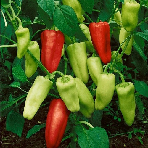Types of Pepper 11