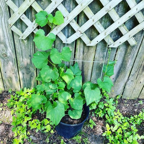 Growing Chayote in Pots 2