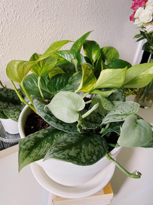 How to Grow Different Pothos in One Pot 2