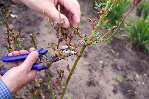 How to Prune Roses Like Master Gardeners