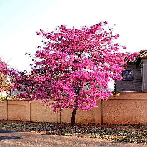 Tabebuia Tree Care Types & Growing Information 3