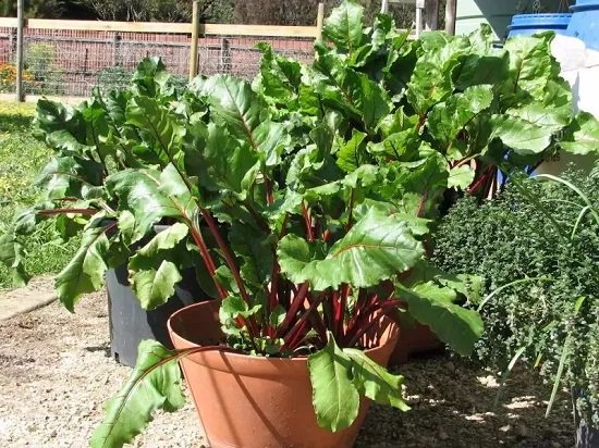 Growing Rhubarb in Pots