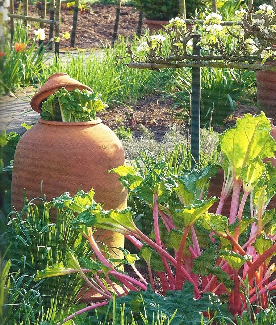 Growing Rhubarb in Pots 2