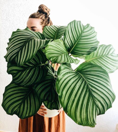 Plants' Leaves that are Bigger Than Your Head
