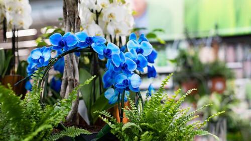 Best Blue Orchids 4
