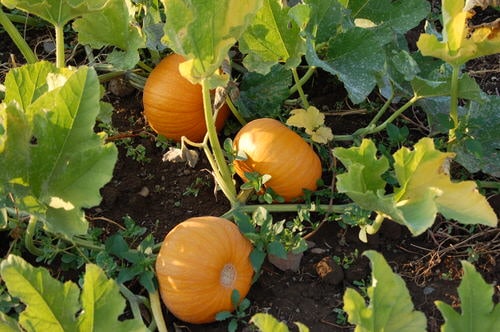 Different Types of Pumpkin Varieties 29