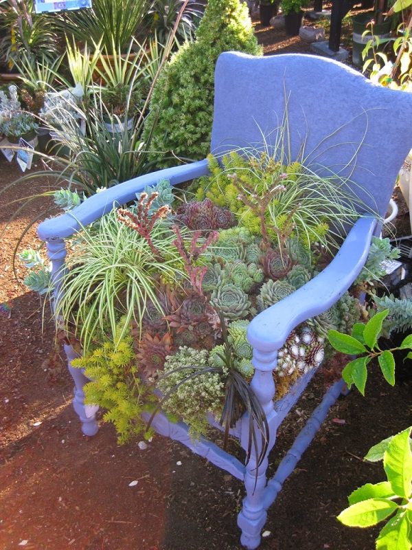 succulent chair