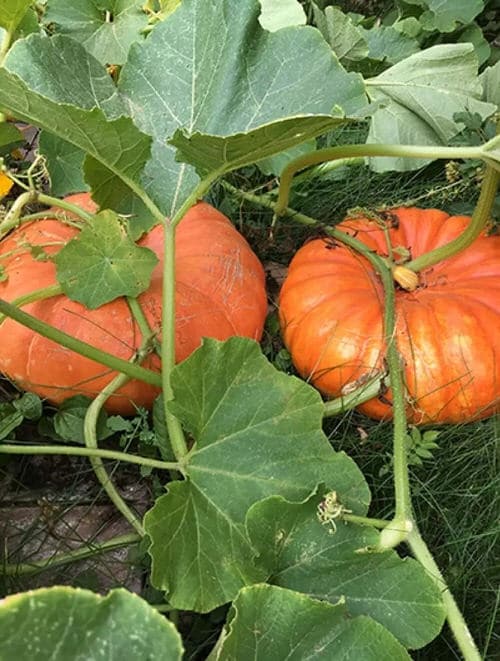 Different Types of Pumpkin Varieties 25