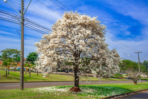 Tabebuia Tree Care Types & Growing Information