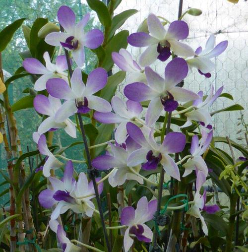 Best Blue Orchids 5