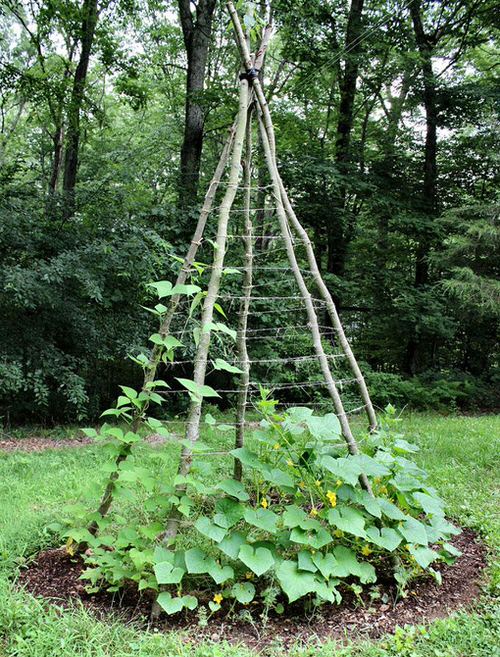  Trellis Ideas for Garden 20