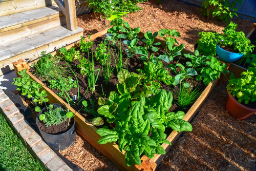 How to Start a Budget Vegetable Garden in $10