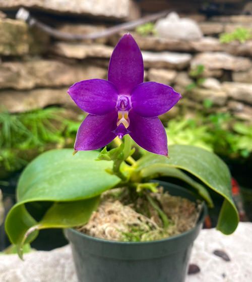 Best Blue Orchids 3